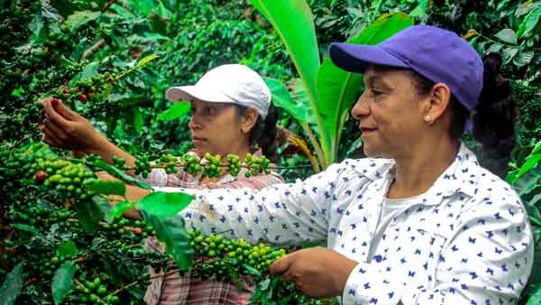 紫金矿业助力哥伦比亚咖啡走向世界